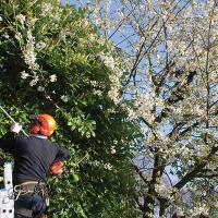 tree surgery 7